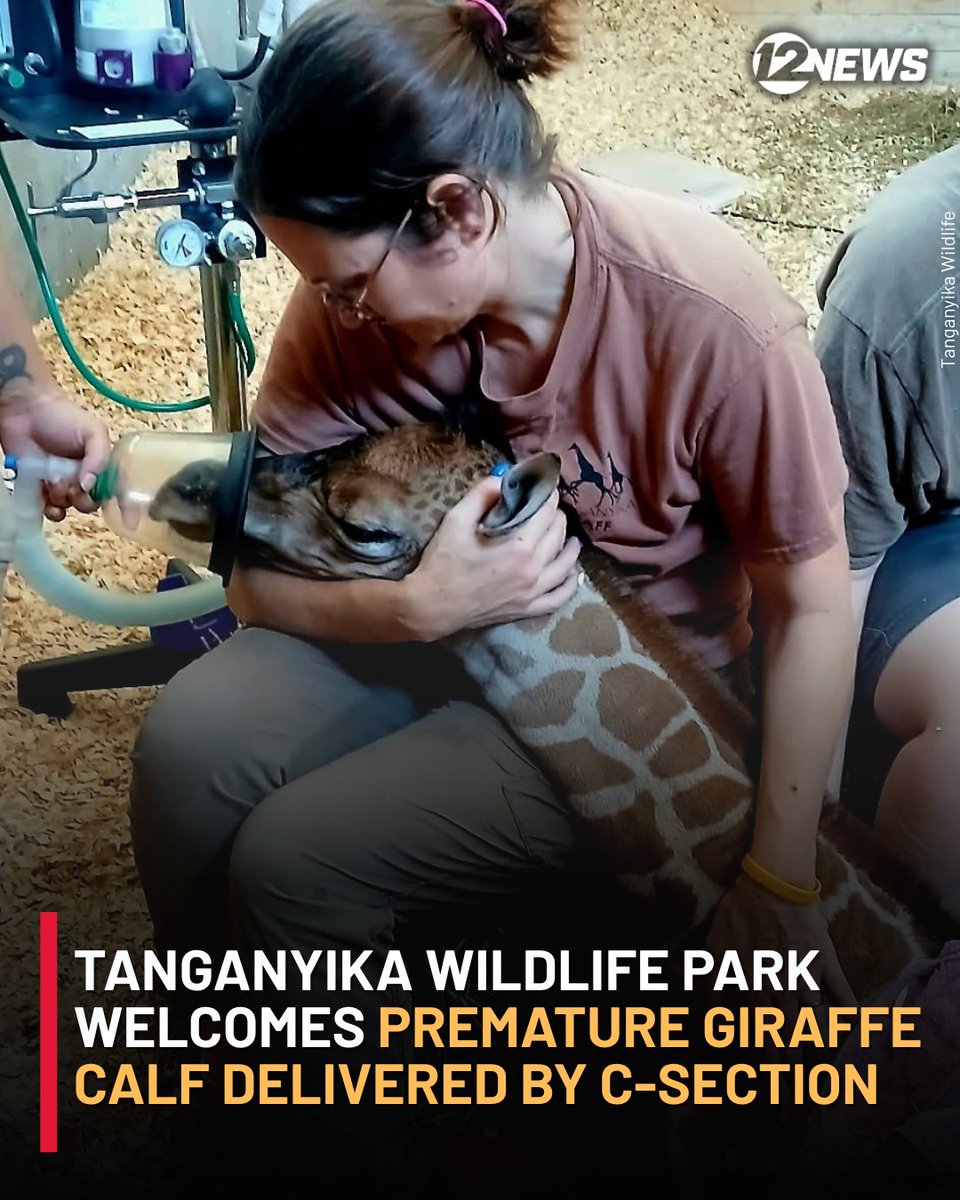 KWCH12's tweet photo. ❤️️🦒 https://t.co/GaFZ9Br8Zd  #kwch12 https://t.co/0LiUYEGzel