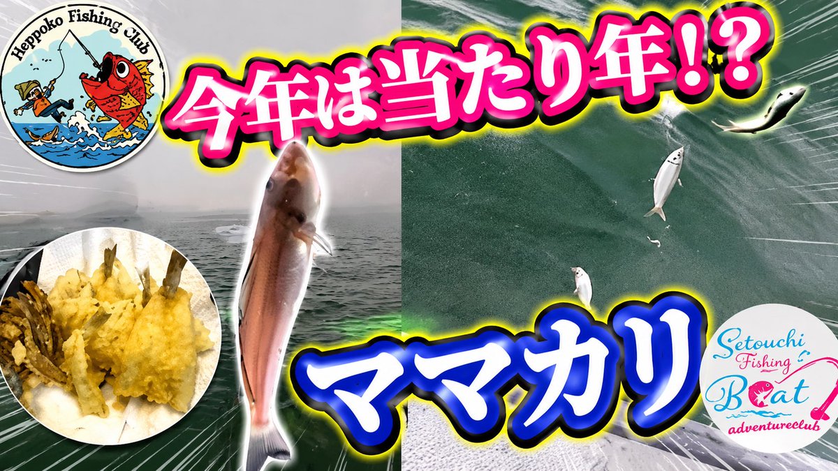 HeppokoC's tweet photo. NEW YouTube UPしてます🙇

釣って楽しい❗️食べて美味しいキッス🎣船キスとお土産ママカリ（IN瀬戸内海）【遊漁船 ニコニコ水産】 https://t.co/L6nTeFeruu @YouTubeより https://t.co/0ZR10V7H1c