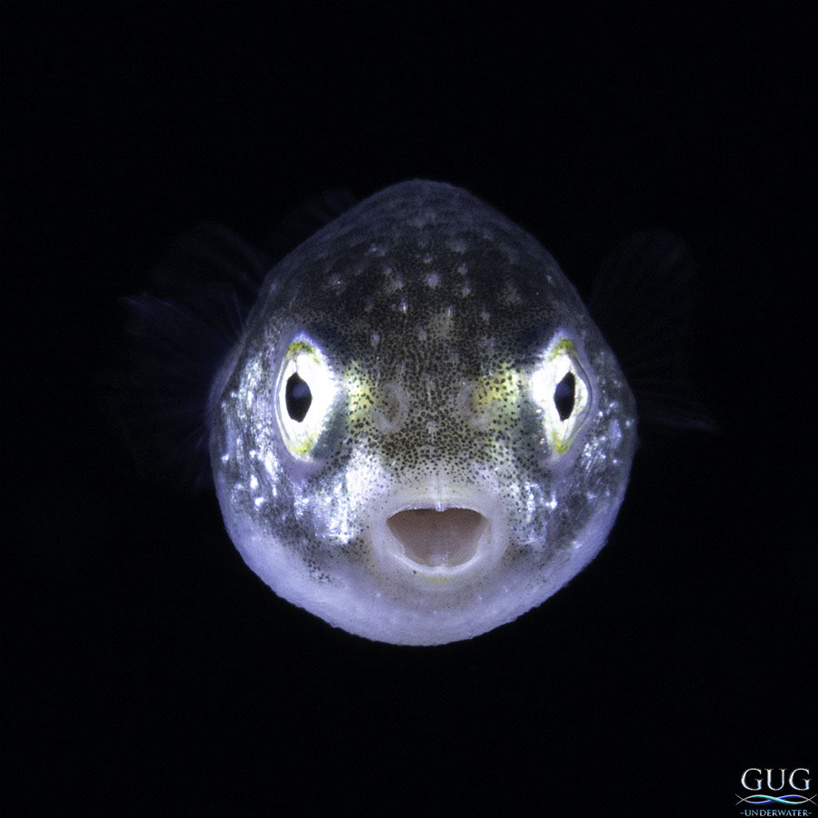 GugUnderwater's tweet photo. I don’t know why he was so surprised to see me 😮- I’m down here all the time!
A bebeh #pufferfish, roughly the size of a pinky nail, just swimming through the open ocean at night, far offshore from Tulamben, Bali, our over the deep abyss.
#blackwater #blackwaterdiving https://t.co/opV1yEiTVa