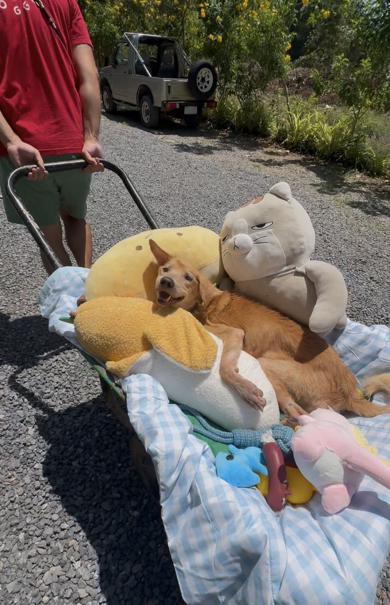 wearehappydoggo's tweet photo. Dear Tofu.... it breaks our hearts to say goodbye to you today. Even though you came to us old and completely abandoned by the world, we are so deeply grateful that you finally felt at home with us. Happy Doggo land won't be the same without the absolute best singer ever. You spent your final chapter exactly as every senior dog deserves - safe, cherished, and surrounded by everyone who adored your beautiful voice.

Rest easy, Tofu. We love you so much and you will never be forgotten. 🕊️🩶