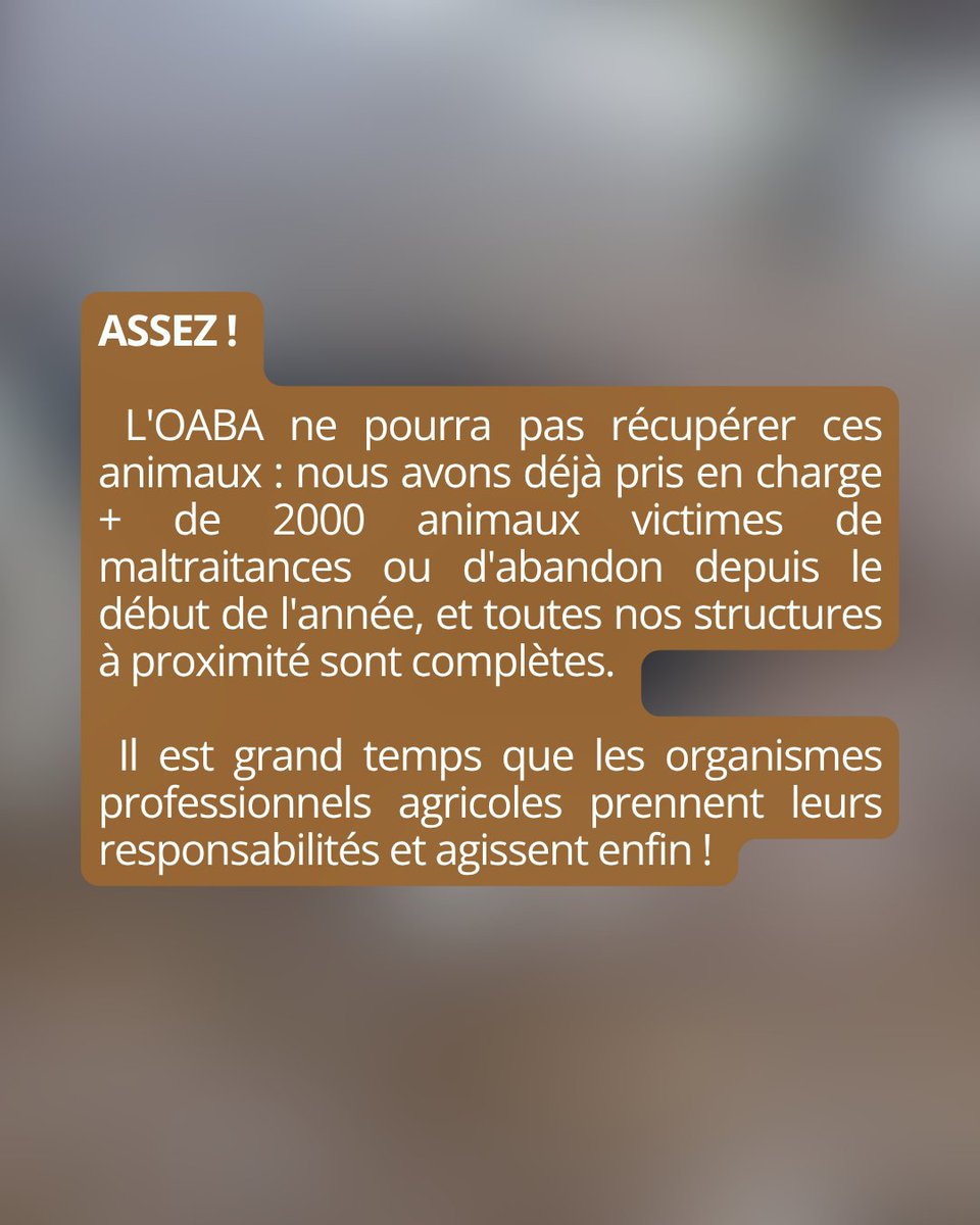 OABA tweet media