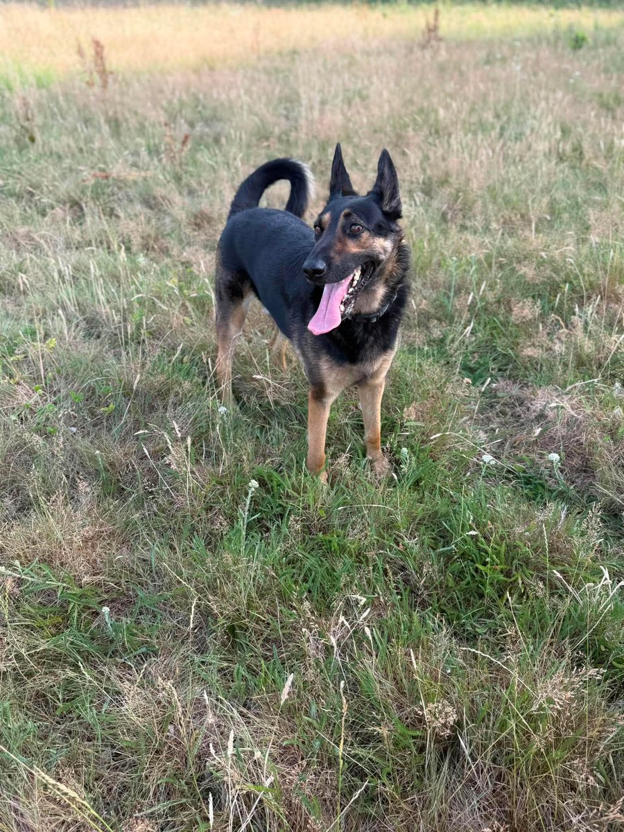 Nastymaddy0's tweet photo. Bear is 3yrs old and he is a clever boy who can live with older kids and other #dogs. Bear can push boundaries so will need a breed exp home that can keep him on the right path please 
#dogs #germanshepherd #Surrey 
https://t.co/5HJBkG5peD…

https://t.co/V0NCzdkIq8 https://t.co/R9JvbeXdpZ