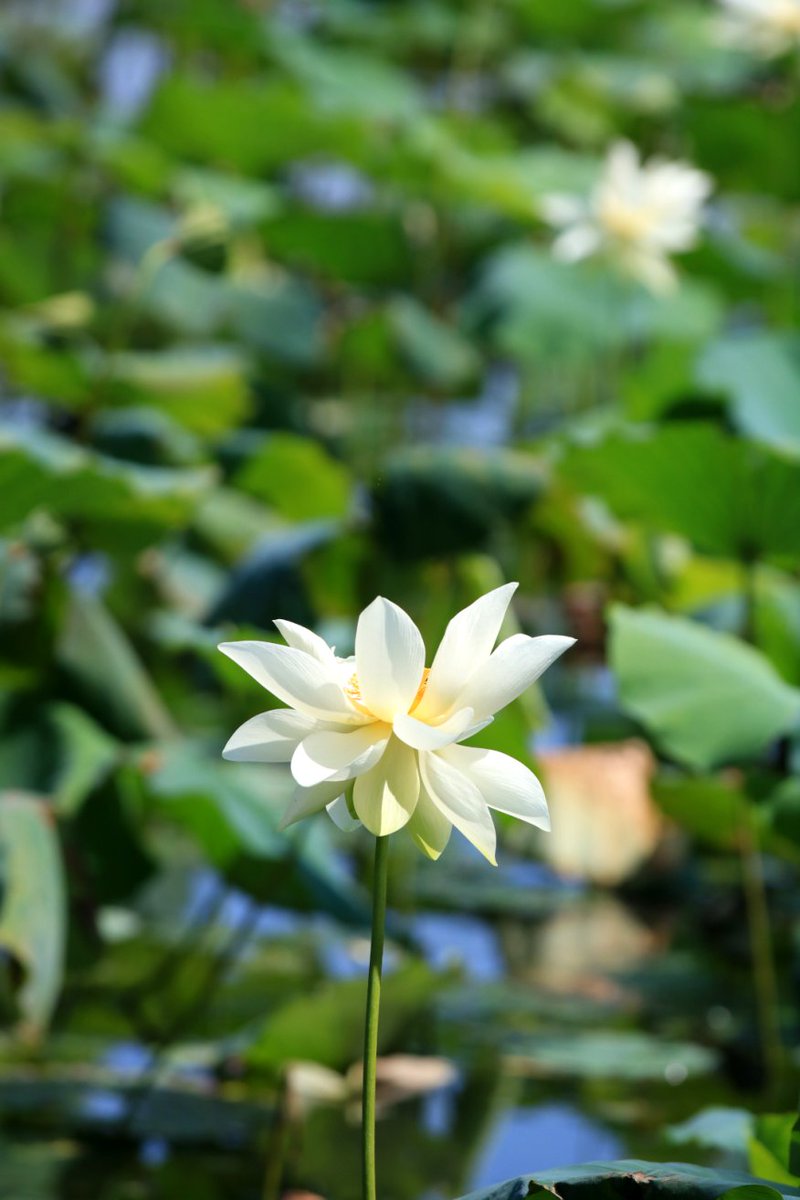 hangzhoufeel's tweet photo. 🌿🌞🪷 As summer heat rises over West Lake, layers of lotus leaves spread across the water like emerald carpets. These cradling pink, white, and pale yellow blooms sway gently in the breeze - and the rare Yellow Wufei Lotus variety now unfurls its semi-double petals near Viewing Fish at Flower Pond. A gentle reminder: sunscreen and mosquito repellent are your faithful companions for this summer journey.

#WestLakeLotus #SummerBlooms #BeautifulHangzhou