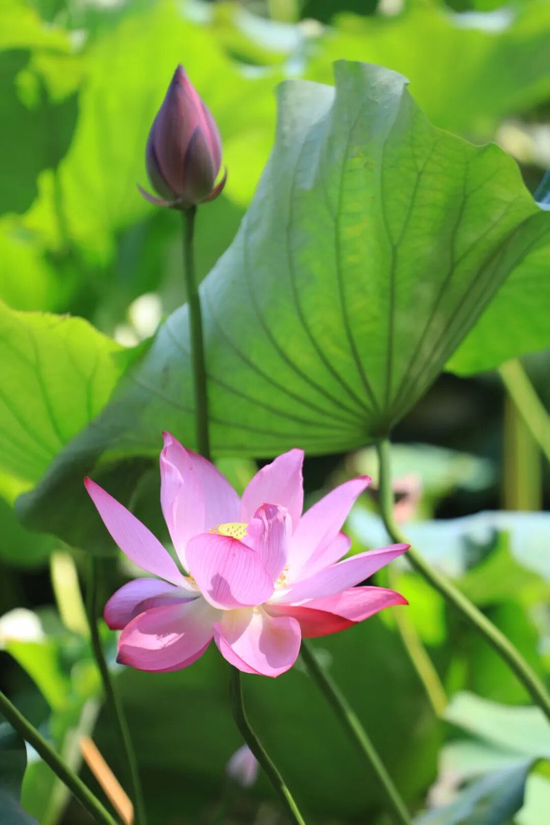 hangzhoufeel's tweet photo. 🌿🌞🪷 As summer heat rises over West Lake, layers of lotus leaves spread across the water like emerald carpets. These cradling pink, white, and pale yellow blooms sway gently in the breeze - and the rare Yellow Wufei Lotus variety now unfurls its semi-double petals near Viewing Fish at Flower Pond. A gentle reminder: sunscreen and mosquito repellent are your faithful companions for this summer journey.

#WestLakeLotus #SummerBlooms #BeautifulHangzhou