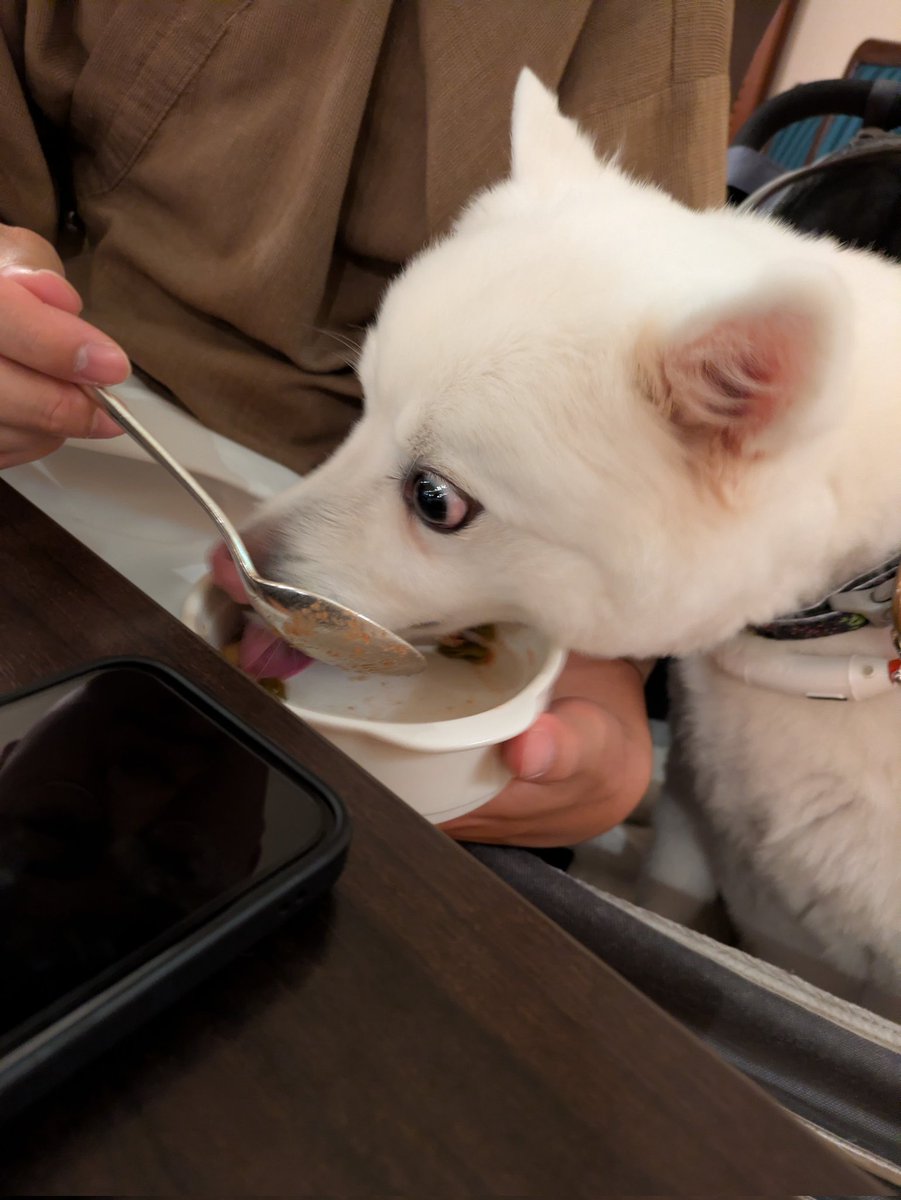 cXIVPDgXhYADSlE's tweet photo. ホテルの飯が美味すぎて目を剥いてる犬 https://t.co/x09QYK4xfs
