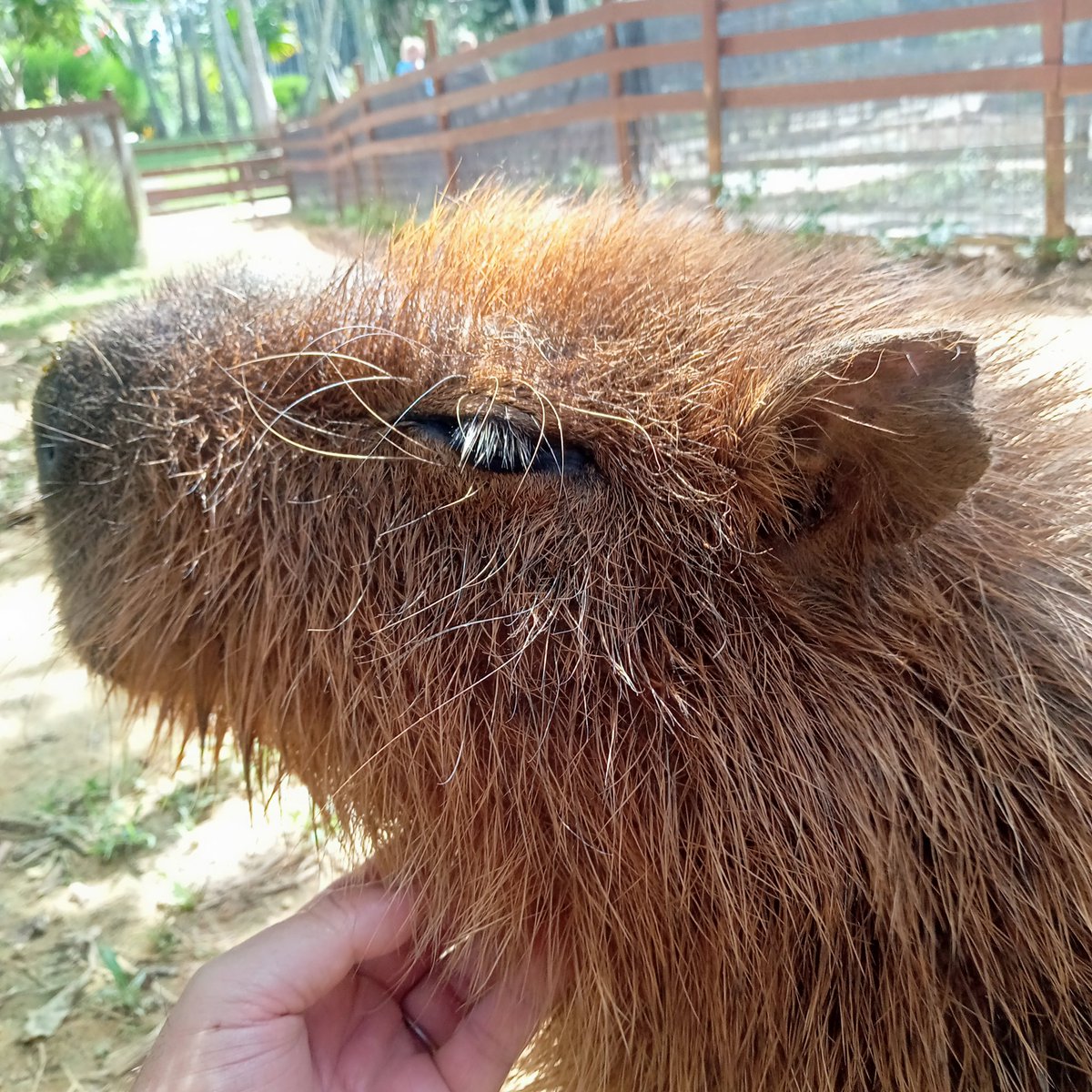 kapiteiou's tweet photo. 『#美らヤシパークオキナワ🌴』
#カピバラ 1枚目「イッチーくん」2枚目「ちょむすけ くん」
…人間の高齢者って 眉毛の伸びがスゴイけど…
カピバラさん達も まつ毛の外の長い毛(眉毛？)伸びている気がします😁
#東南植物楽園 #沖縄 #capybara https://t.co/ygNbOj60uM