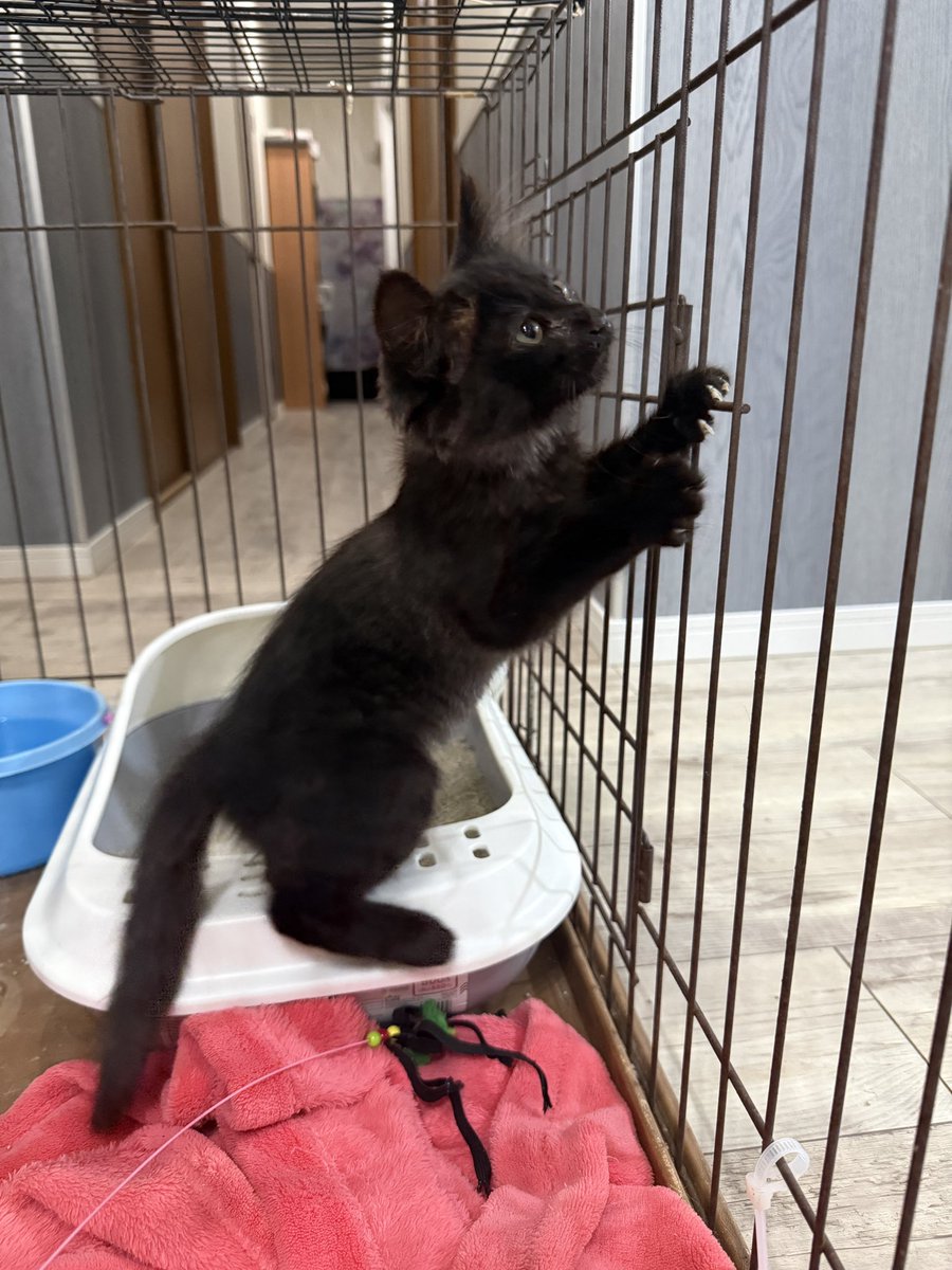 you1mer's tweet photo. 色々あって実家に泊まることにしたのだけれども 猫増えてた🐈‍⬛ https://t.co/1XUfHxgpFd