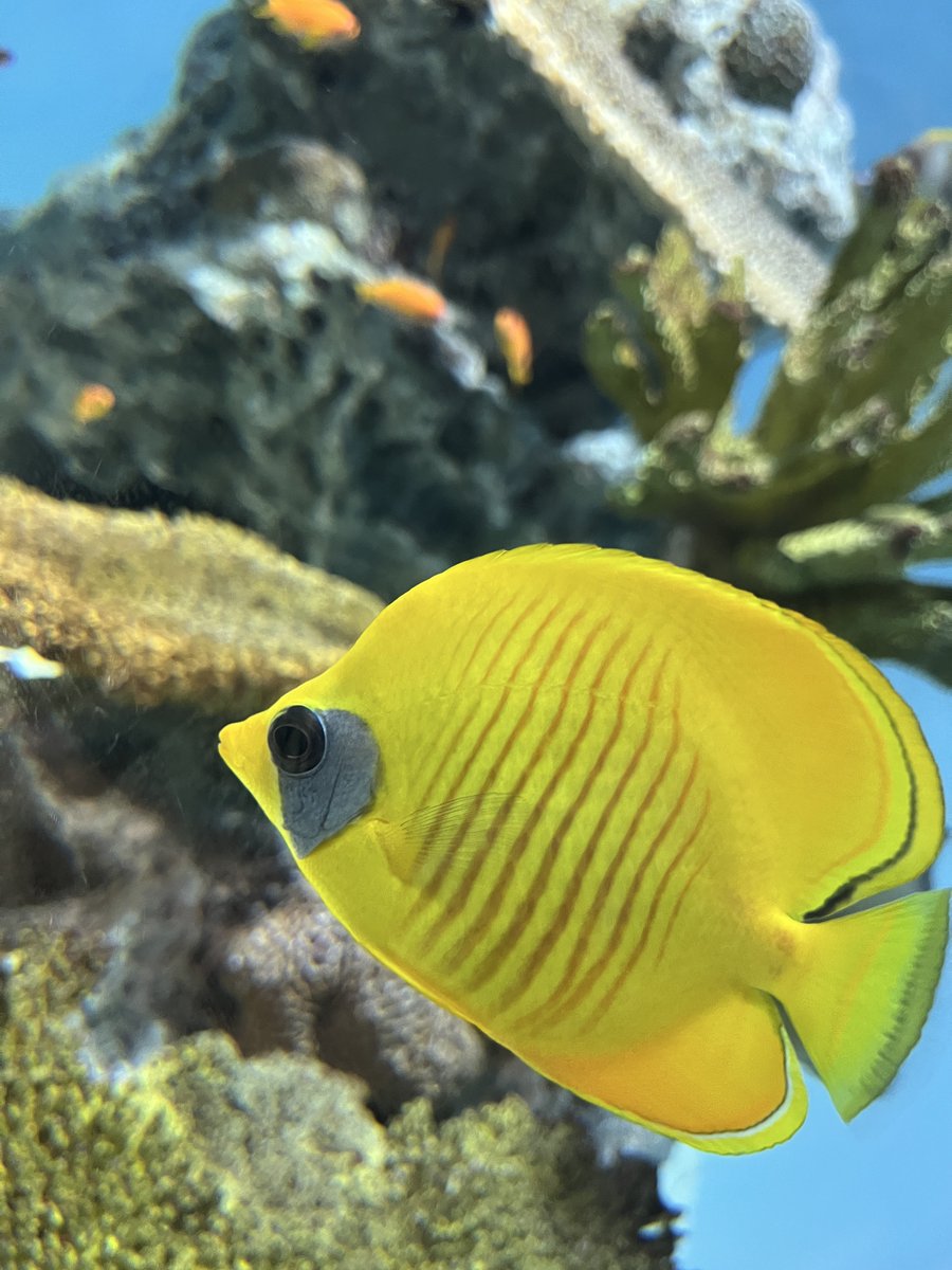 sencoh's tweet photo. まぐろ早すぎてブレモブレ🐟 https://t.co/asv7KVbQRl