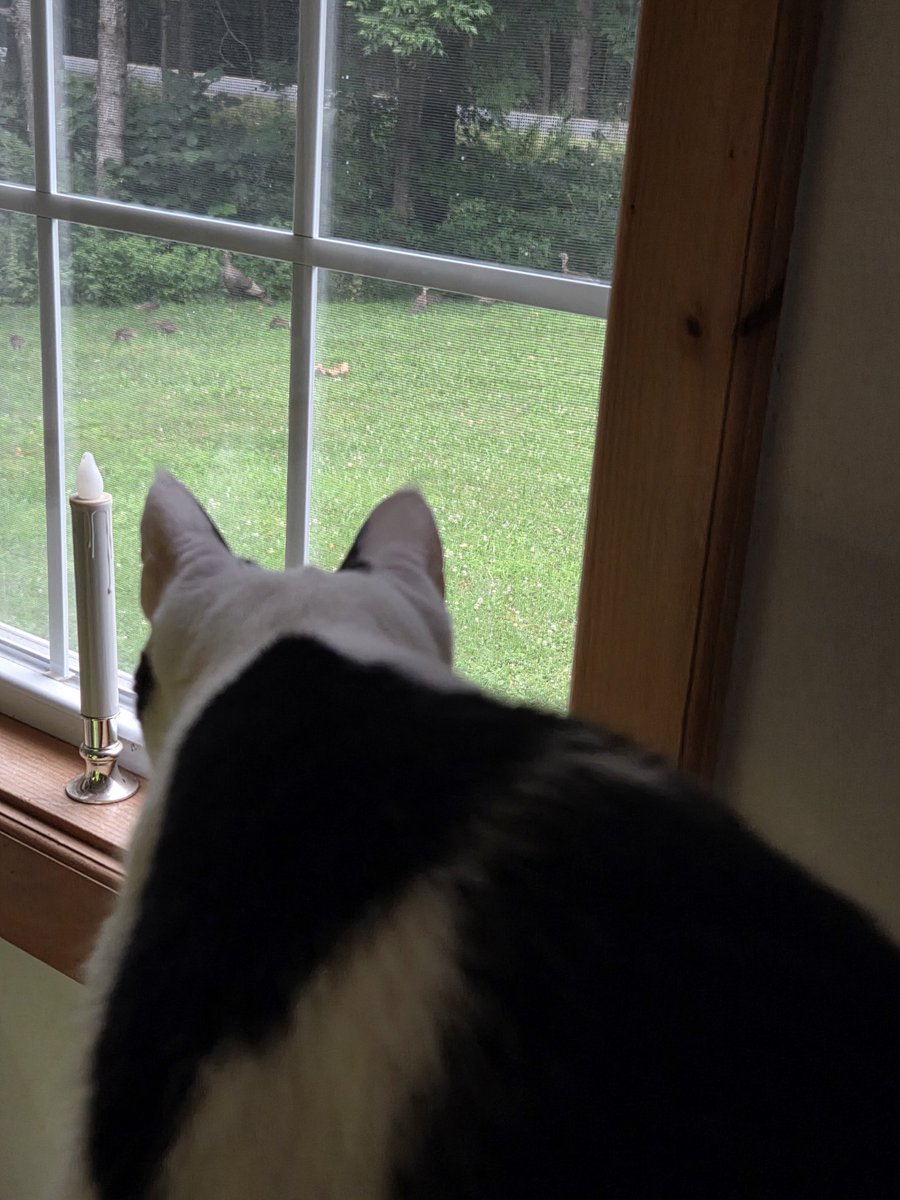 TheSprinklesCat's tweet photo. 3 momma turkeys + 14 baby turkeys crossed on our lawn! I saw them before Meowmy did! That's what mew do on pawtrol, Meowmy! Hope mew have a purrfect #FelineFineFriday! #cowcat #CatsOfTwitterX #AdoptDontShop #StaySafeFurrends https://t.co/lvu6owIuBP