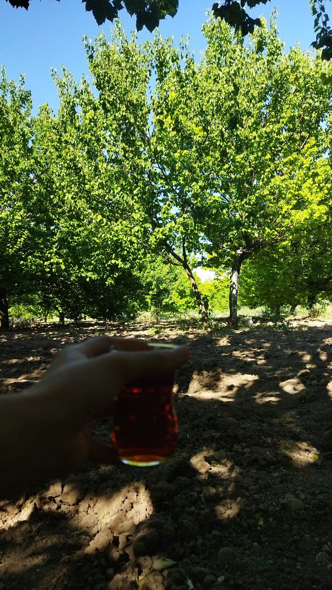 1amonzeh's tweet photo. cay var canlar gelen gelsin iş bitti https://t.co/xXkemUgjnN