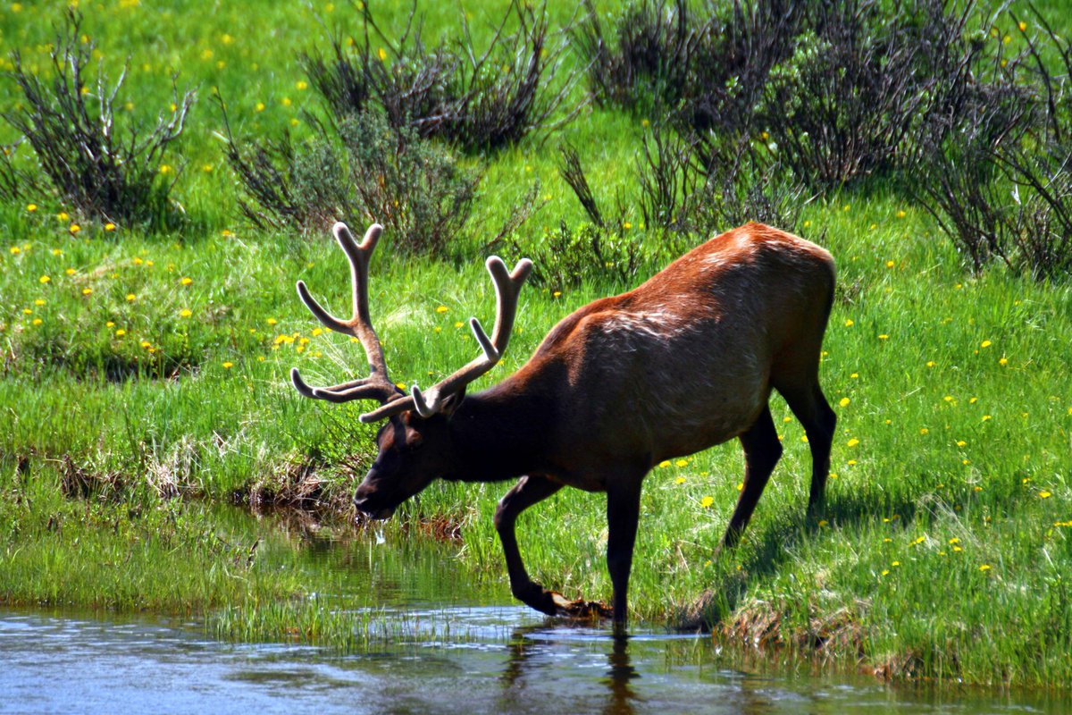 RMEF's tweet photo. By mid-summer, bulls maintain high food intake to support rapid antler growth and mineralization. #ElkFactFriday

Presented by @STIHLUSA https://t.co/PJ7ksPKoqK