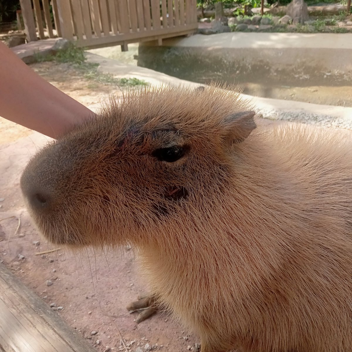 kapiteiou's tweet photo. 『#美らヤシパークオキナワ🌴』
#カピバラ 「ゆめちゃん」
飼育員さんの話だと 手違いでケンカしちゃって怪我したみたい😭 少しだけ うっとりモードで幸せ気分になってもらいました😆 早く治りますように✨
#東南��物楽園 #沖縄 #capybara https://t.co/SlelYE7d1h