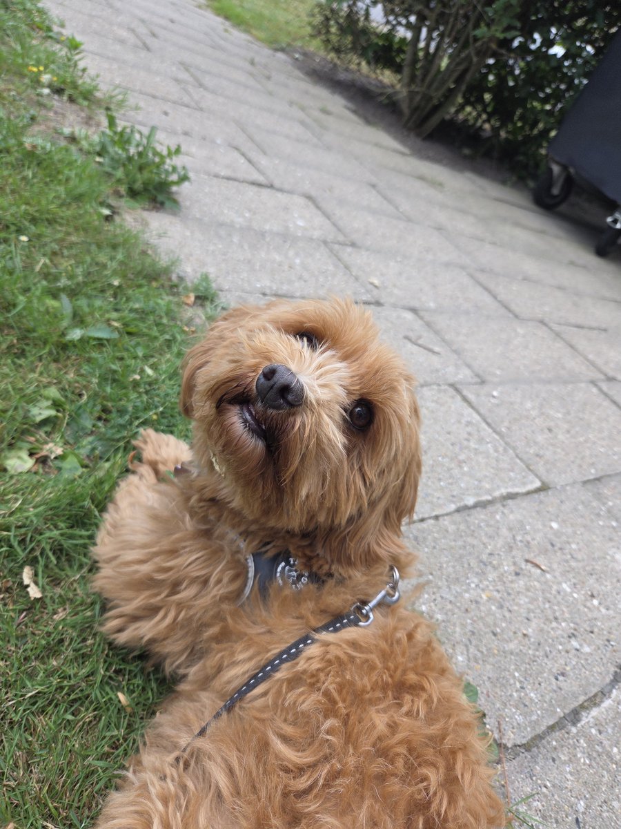 LazarusCryptid's tweet photo. apologies to shawn hatosy for making him almosy hit my dog with his electric car in my dream last night, i should have had her in a shorter leash and looked better when we crossed from behind that parked car

both real and dream versions of my dog are okay 👍🏻 https://t.co/DChb9H4eXa