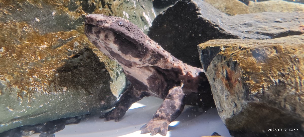 CubeAquarium's tweet photo. 本日のマリホ水族館。
ショッピングモールの中にある都合上、大水槽こそ無いけどバラエティに富んでてしっかり水族館してるのがよい。 https://t.co/M4jzCRJVcB