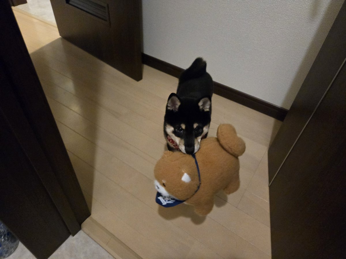 tumtum0318's tweet photo. ごめんなさい
うんち終わるの待っていただいてよろしいでしょうか？ https://t.co/zvR0ueqKXV