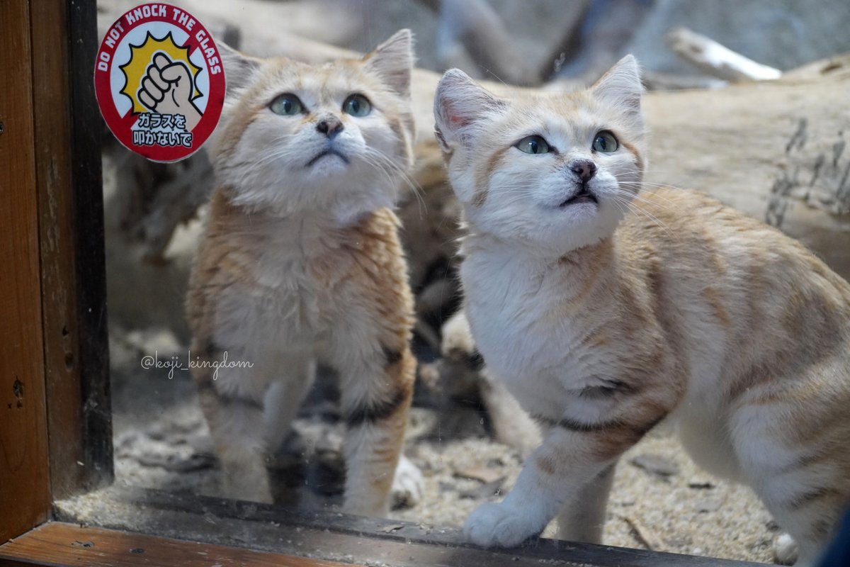 koji_kingdom's tweet photo. シャリフ&amp;バリー🐱

photo 2026.07.17📷️
#スナネコ #神戸どうぶつ王国 https://t.co/SK2N8nQh6B