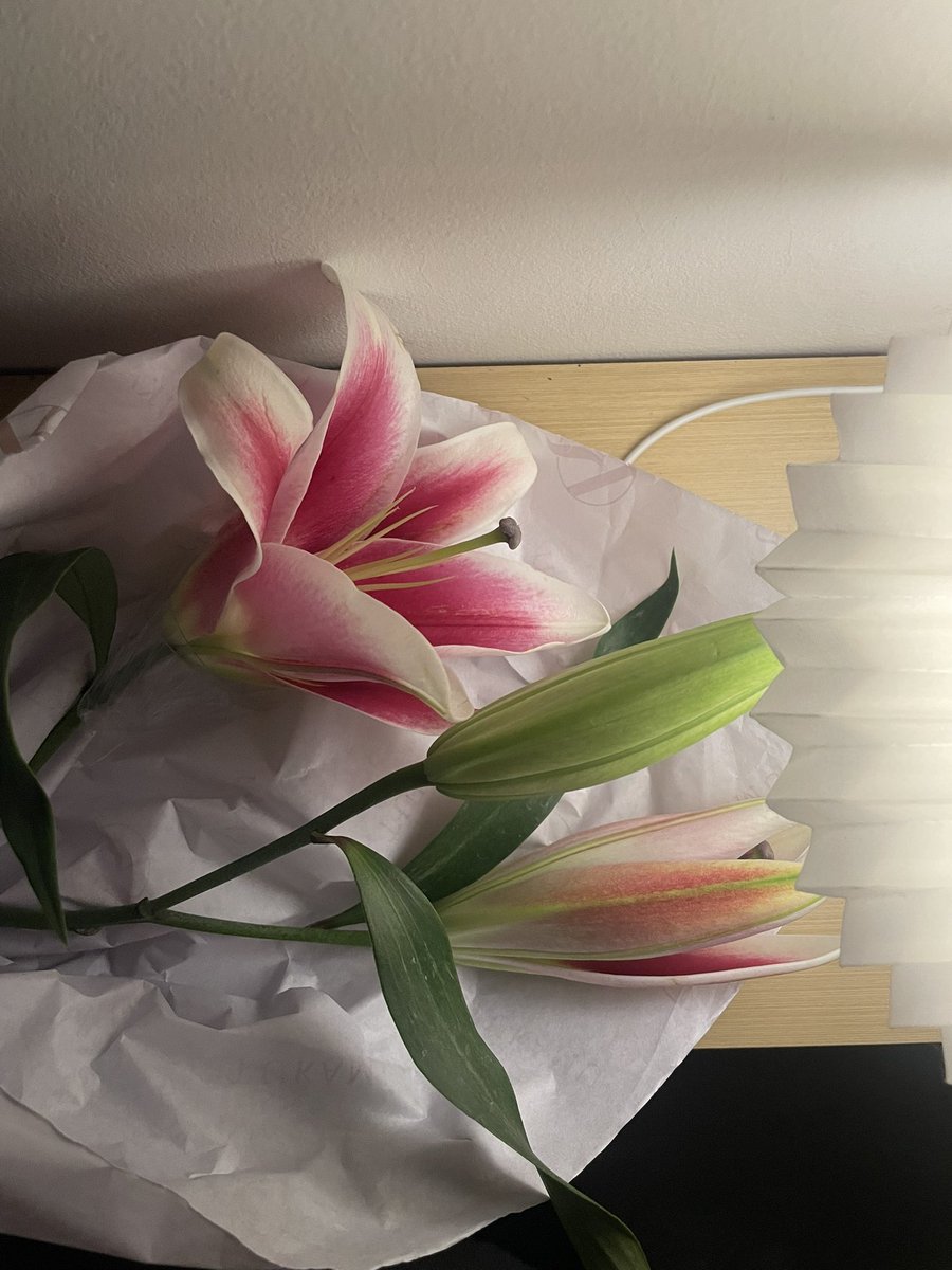 Iunarclips's tweet photo. Bought my own lily and i love ever since https://t.co/NfI0Cu6tZt