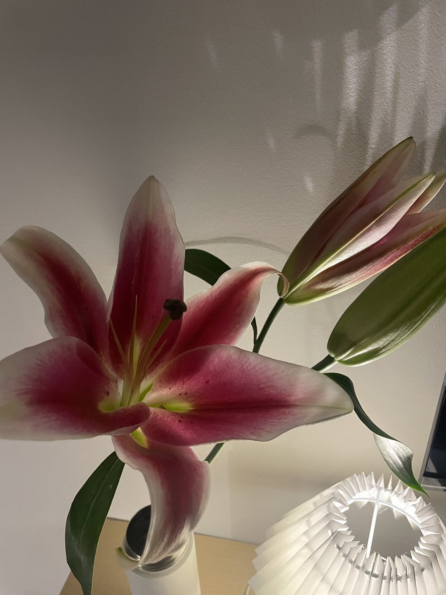 Iunarclips's tweet photo. Bought my own lily and i love ever since https://t.co/NfI0Cu6tZt