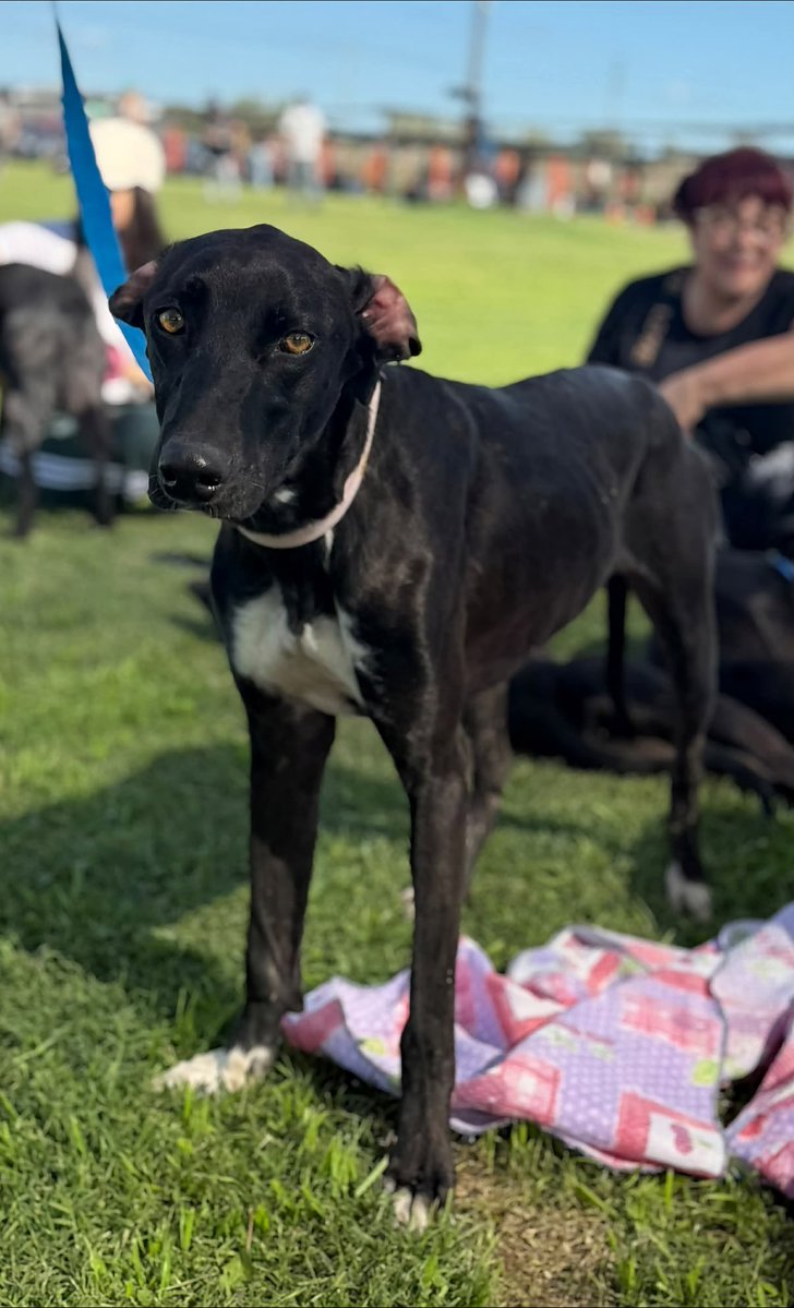elcampito's tweet photo. 😁 ¿Quién quiere un GALGO? Tenemos 4 casi-galgas hermosas! 😍 Rosa María y sus tres hijas: Sandy, Lupina y Oprah. Buscamos 4 hogares que las amen.

Galgas de corazón, galgas de la calle, hermosas!! 😅 
Aquí están Sandy y Lupina 📷 Escribinos a adoptantesdelcampito@gmail.com 💕 https://t.co/1wwhEPZ7z6