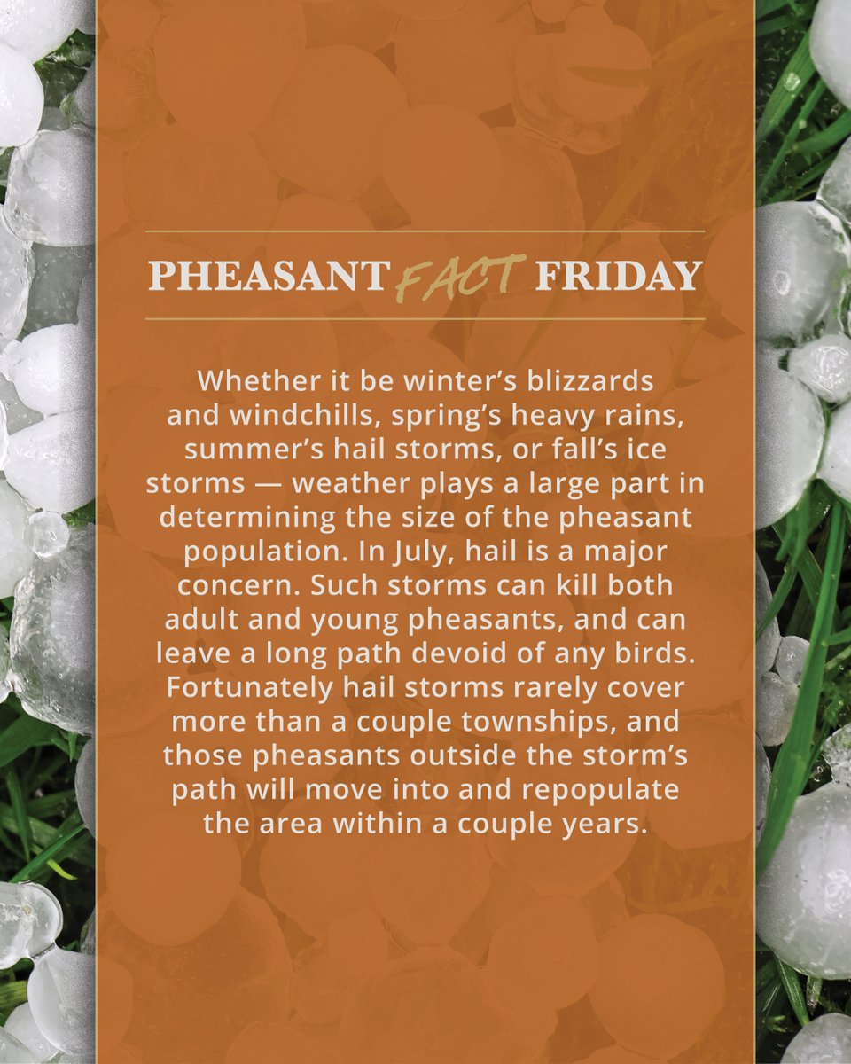 Pheasants Forever tweet media