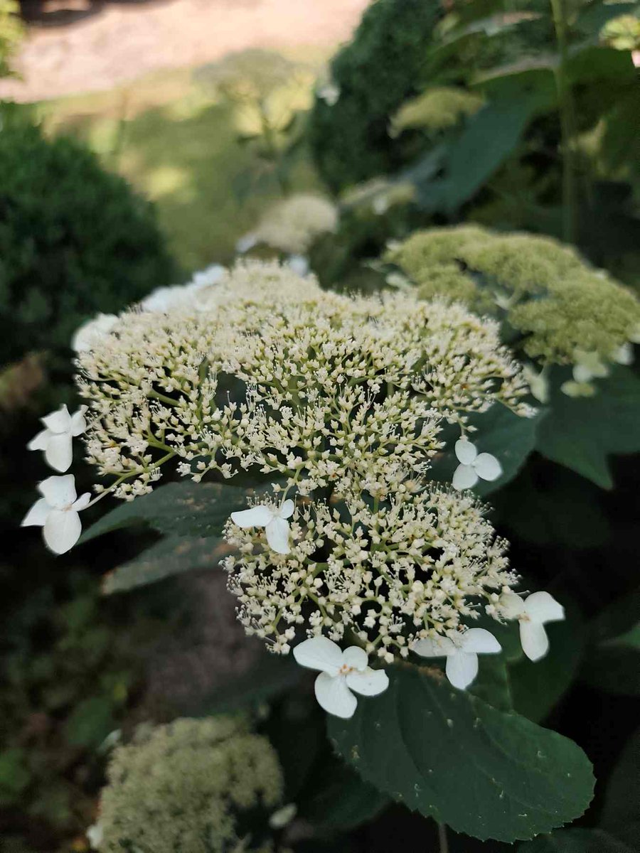 hydrangea #flower #garden