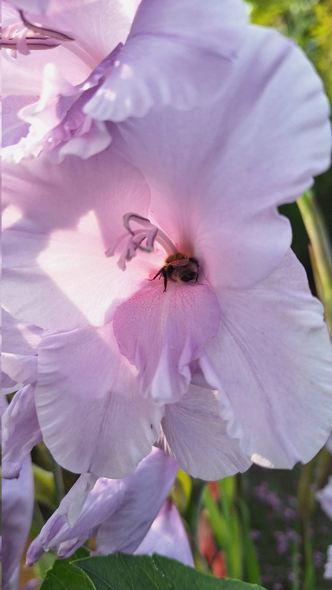sianrobinson101's tweet photo. Cooler day here #Lincolnshire 
Return of the Dahlia Otto's Thrill 🩷
Dahlia Avaline 🤍 💜 
Gladioli 💜 🧡
Bee asleep inside the Gladioli flower 🐝💜 https://t.co/IZkst5mMv0