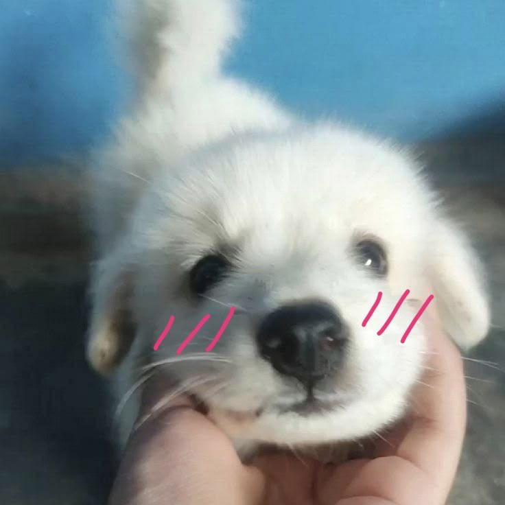 PuppiBat's tweet photo. the key to my heart is to give me lots of pets, love, and treats ♥︎🦴🐾 https://t.co/FgrZswUwIp