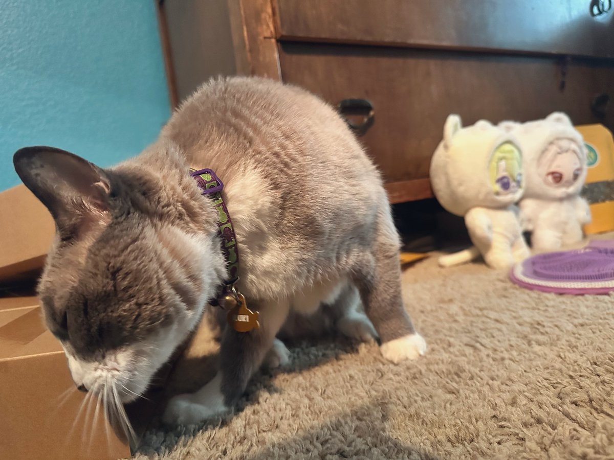 scoopsilly7's tweet photo. @enstarsmusic_EN + catio build in progress, supervisors on scene~🔨🔩🧱 https://t.co/HWOihjFHD2