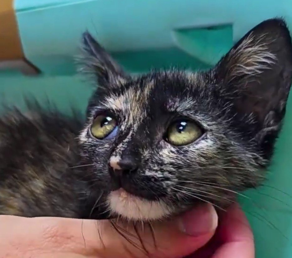Erta2017's tweet photo. Venus♥️

Es absolutamente preciosa, una auténtica monada.

Parece que le  han soplado un poco de azúcar lustre en esa carita de ángel que tiene

En #adopción RESPONSABLE

Información en el post original ⬇️ https://t.co/tkeV1GxAPX