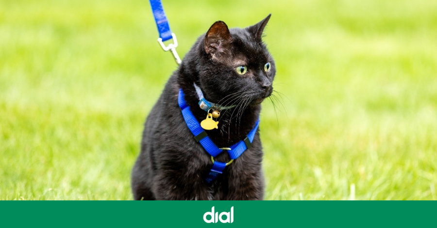 Cadena_Dial's tweet photo. El gran beneficio de pasear a tu gato con arnés que seguro que no conocías

⬇️ Enlace a la noticia completa a continuación 🔗 https://t.co/N2kaIjcbDJ