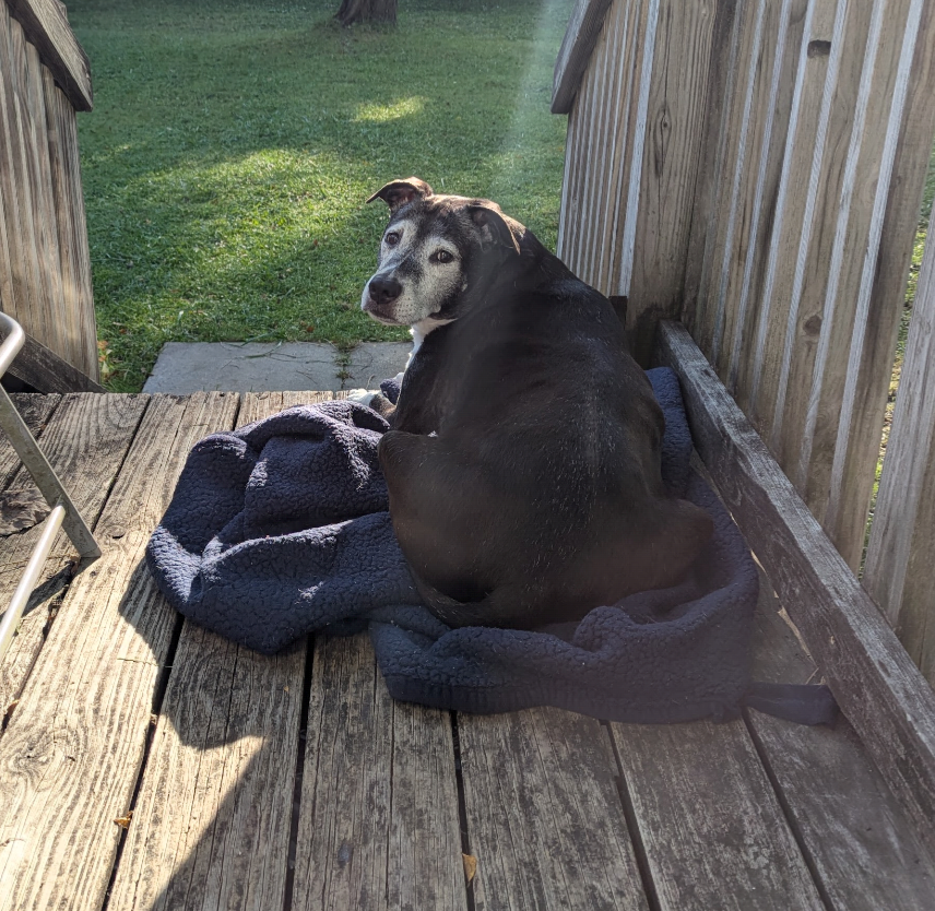 dogwithanipad's tweet photo. @Basilstorm07 @__rainedrop This is SO cute!! My girl loves sunbathing on the deck too, I gave her a blanket to make it more comfy on her old lady bones lol https://t.co/13lJWK86T6
