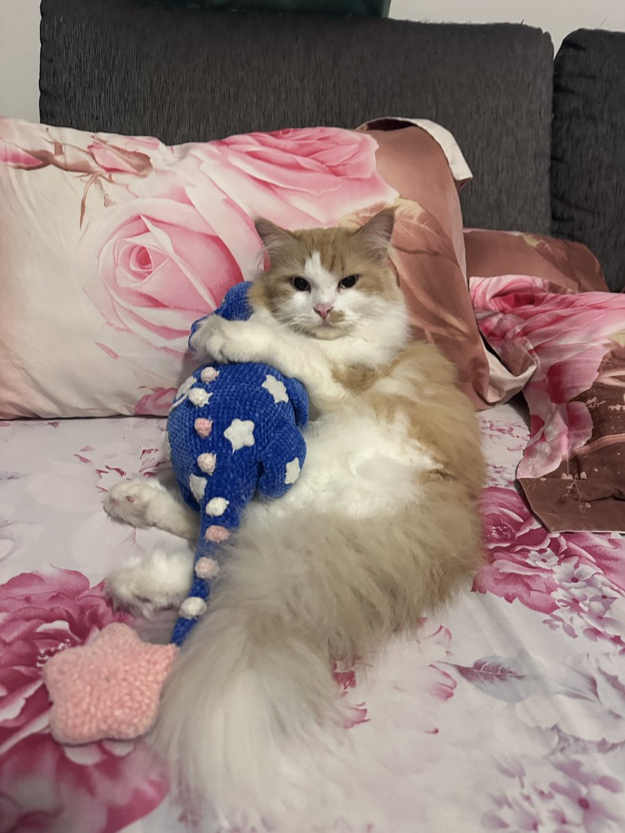 halo aku kucing tweet media