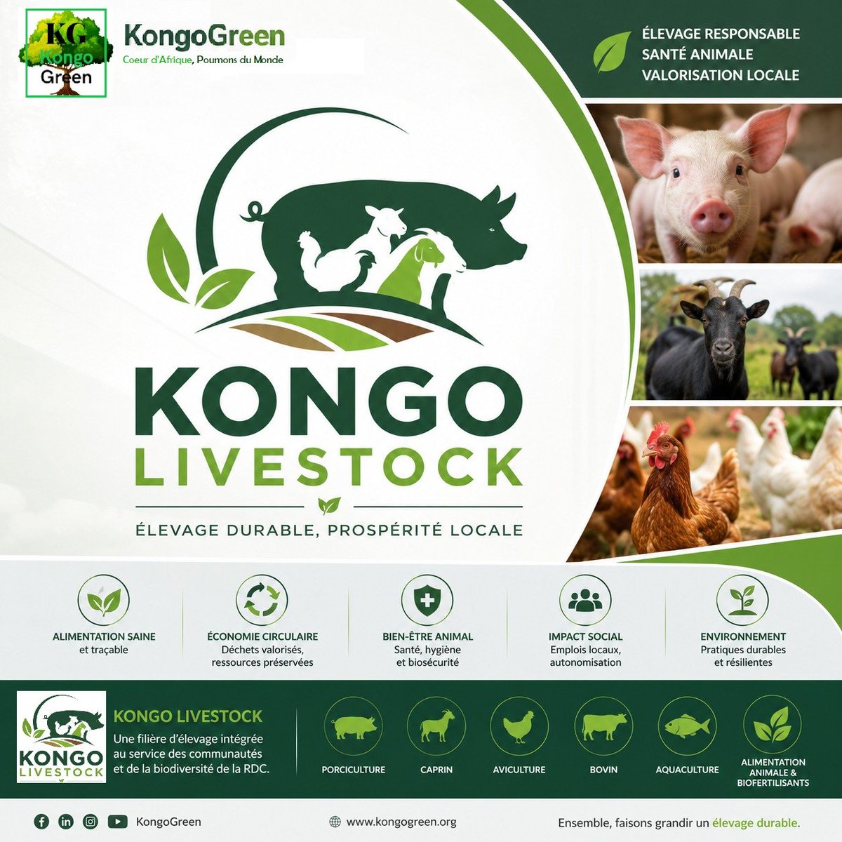 KongoGreenOrg's tweet photo. Kongo Livestock est la branche dédiée à l'élevage durable de KongoGreen, créée pour promouvoir une production animale responsable, renforcer la sécurité alimentaire et contribuer au développement économique des communautés en RDC. https://t.co/UxHGrsyaaA