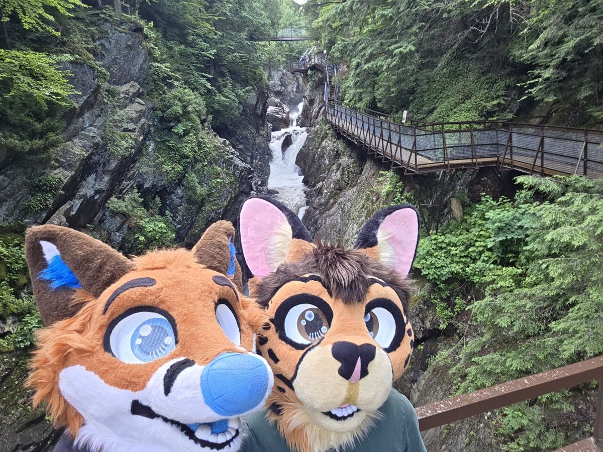 vandercat tweet picture