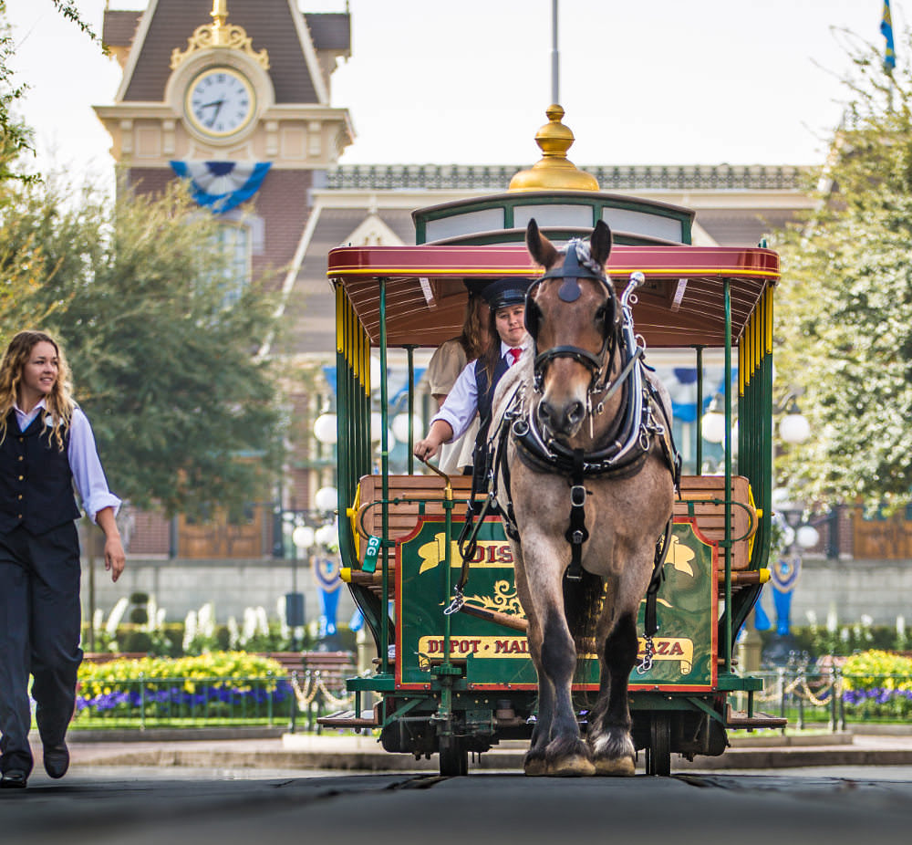 PamRecruit's tweet photo. July 17, 1955 opening day #Disneyland
Do you ever wonder about the #horses that pull the vehicles on Disneyland’s #MainStreet
#dreamjob #Clyesdales #Percherons #Belgians #Shire Article in #HorseIllustrated
https://t.co/zNfO2JPujk #horsebooks ISBN is  9780228104858 #horselove https://t.co/vjBPoNLyFX