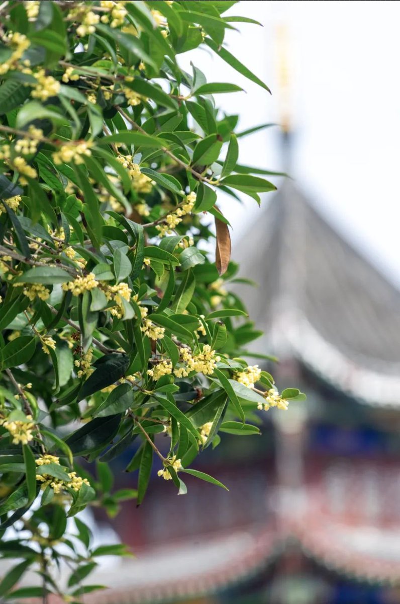 kauiBNyQOBggCYz's tweet photo. A gentle autumn breeze carries the sweet scent of osmanthus—sunny weekends are perfect for a walk with a warm drink in hand.， https://t.co/3XkeI6O78V