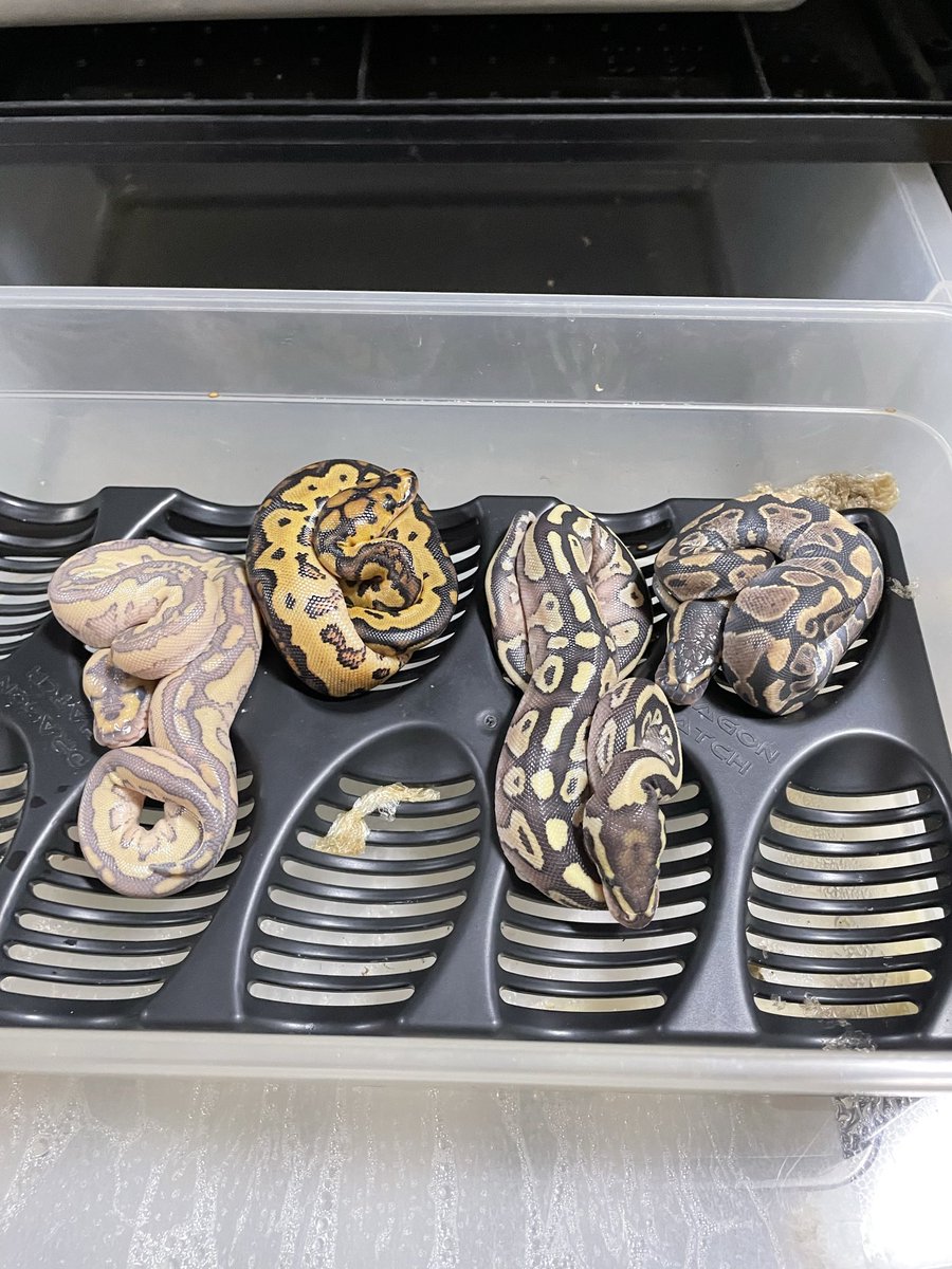 hiddenabranch's tweet photo. #ballpython
#ボールパイソン 
#hiddenabranch
全頭出てきた🤩 https://t.co/6sUTdyjCx3