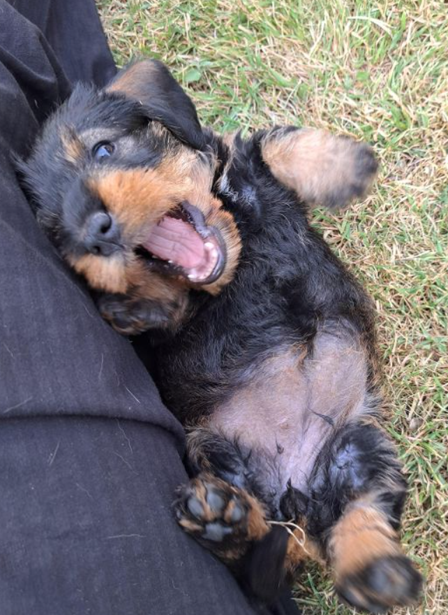 thinkebigmonk's tweet photo. guise what yall saying to my dog https://t.co/043BLt790o