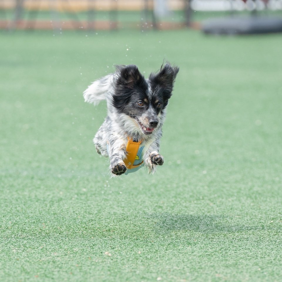 oh_reo_zoomies's tweet photo. 예시가 2번 사진으로 잘못 들어간 것 같아요 첨부해 드린 사진으로 수정 부탁드립니다 🙏🏻

#가족찾는오레오 https://t.co/KcbLkGDSri