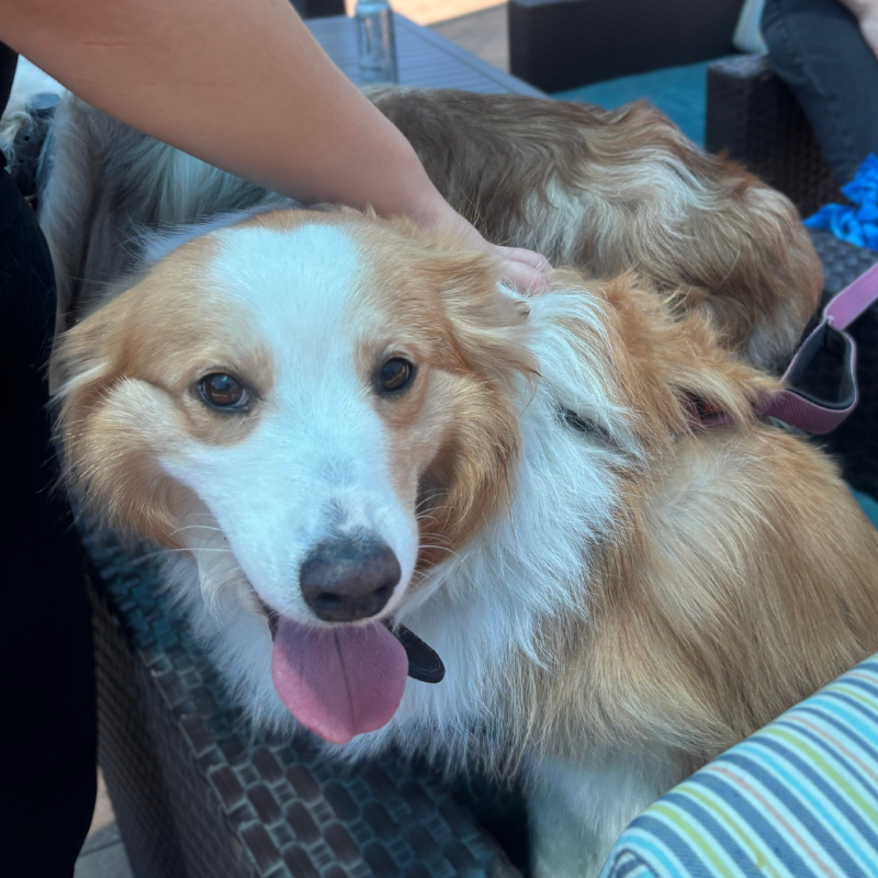 Artemis_Search's tweet photo. Last week the office got a little extra love 🐾 

Huge thanks to Leo for treating the Friday crew to homemade carne asada with all the fixings. Incredible food, awesome company, and a Friday we didn't want to end.

#SummerFridays #CompanyCulture #OrangeCounty https://t.co/vVHbOddWsB