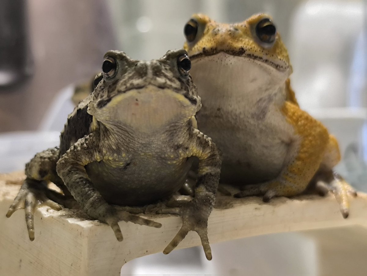 Japanesegecko's tweet photo. BLACKOUTでお迎えした
ナガレヒキガエル
(じゃんけん大会の景品)
名を
「どりあん」
と名付けました。 https://t.co/6dNmT5Bo2Y