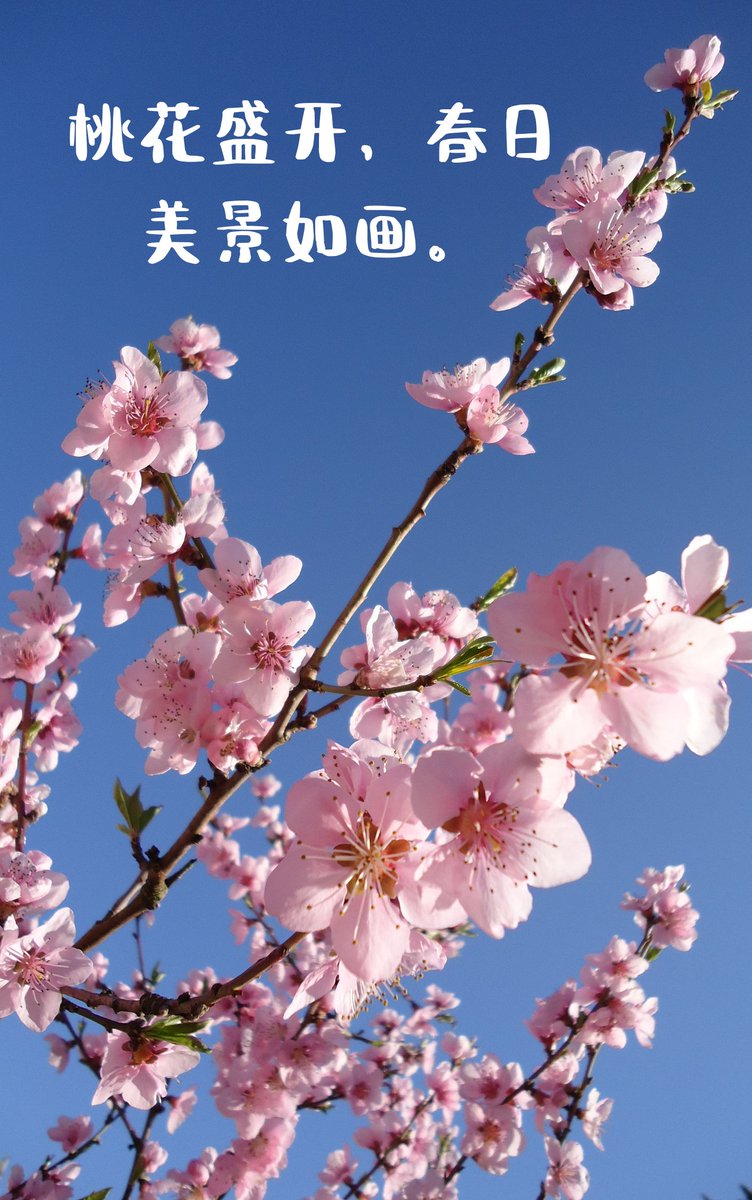 asliceofgreen_'s tweet photo. Fresh spring breeze carries the scent of peach blossoms—sunny 22°C, perfect for a walk with a light jacket. https://t.co/0KIchcJy3c