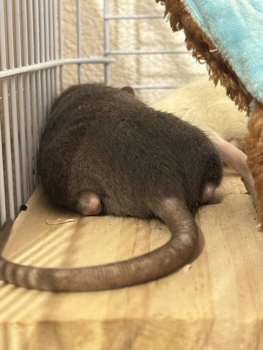 レミー🐀とティモシー🐁 tweet media