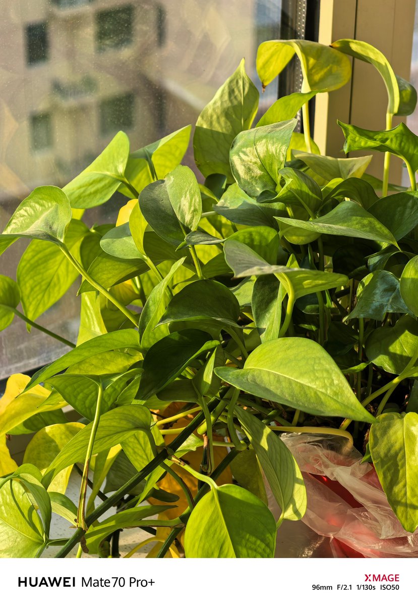 ansqydo's tweet photo. Just starting out in photography Start with natural light u0026 a phone camera—no fancy gear needed to capture great first shots. https://t.co/J8XWYfd7LT