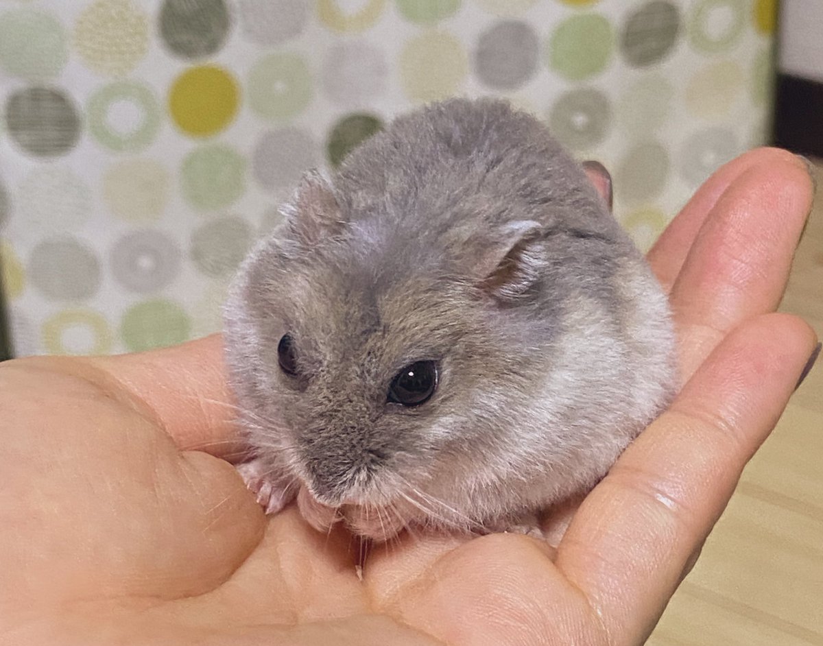 banatoma's tweet photo. 小さきあんよ
激しいねぐせ https://t.co/ro6u23ZCif