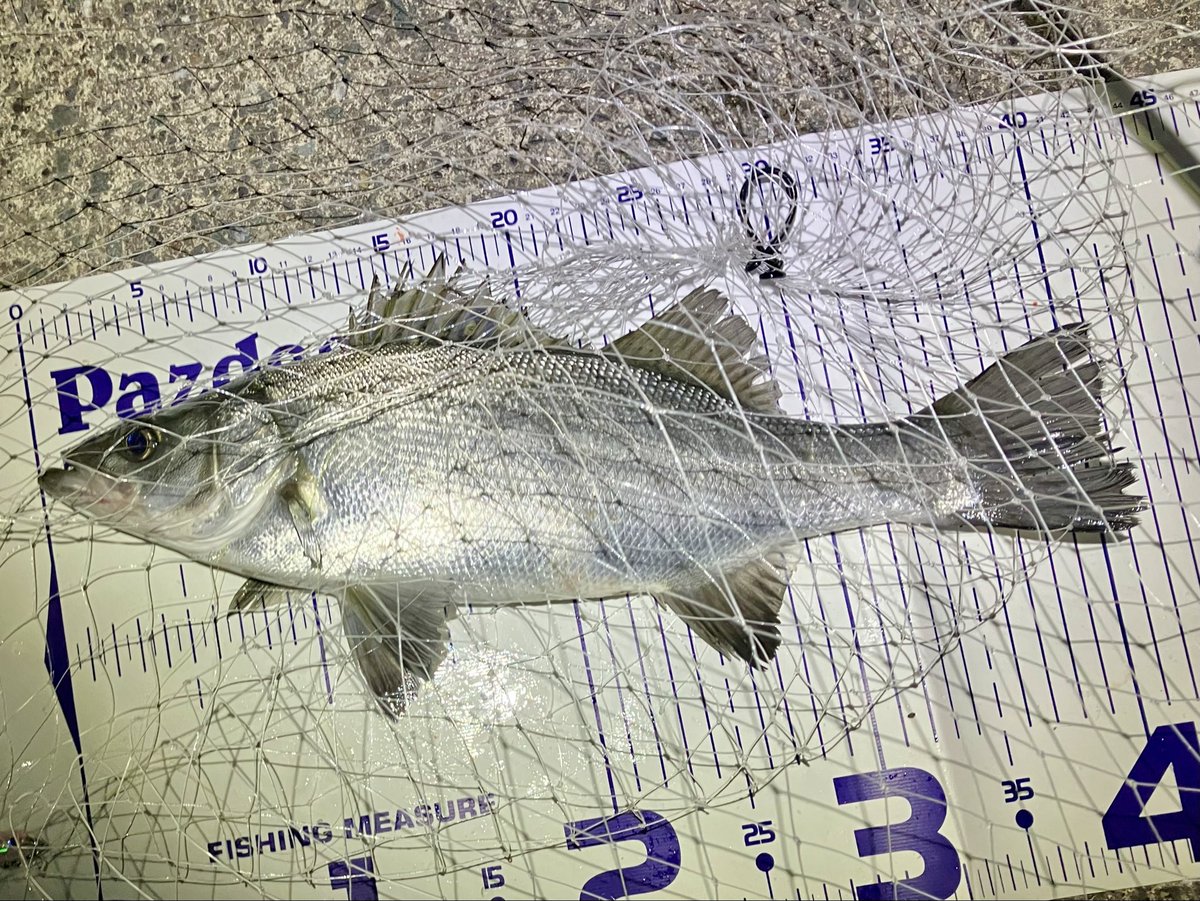 Red_Haro's tweet photo. 久しぶりに尺メバル狙いで釣行🏃‍♂️
雰囲気は良いのに渋い😣
かなり間が開いて、オルガリップレスでヒラセイゴ、ジグ単で尺メバルが釣れてくれた😆
もう尺メバル居ないのかと思ったけど居てくれた☺️
釣れてくれてありがと〜🙏 https://t.co/79N3IvIHBL