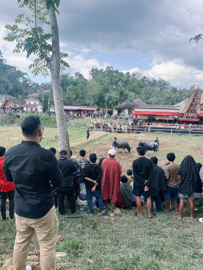 Elphan_Augusta's tweet photo. Hari ini mendampingi mahasiswa PKM melakukan observasi kerbau pada tradisi Ma'Pasilaga Tedong dlm rangkaian Rambu Solo' di Kete' Kesu', Toraja Utara. semoga data yang diperoleh menjadi bekal menuju PIMNAS. ✊️🔥 https://t.co/MfuXS6ZxjH