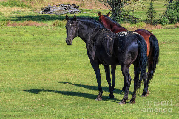 MarySharptonArt's tweet photo. “Trust is earned in silence, between hoofbeats and heartbeats.”~ Unknown 

Two Horses in a Sunny Meadow Art Print #travelingewa #washingtonstate #buyart #Yakima #Horses #Outskirts #Curiosity #passengerseat #interplay #photography #ScenicLandscapes #calming #trust #stability #complexity #dmsdesigns #StyleStory #breathtaking #storytelling #loveindeepspace #uandme #iovu #hugs #haveabrilliantday #loveheals #myhoney #missu #itsfixable #playtime #worktime #lifetime #mylovinselah #moringvibes #coffee #checkout #LoveFaithSoul #DMSFineArt #myart #decor #Prints #Apparel #fineart4sale #MarySharptonArt #DianaMarySharpton #fineartamerica #DISCOUNTS #available

Artist Deck: https://t.co/xR643Vb1oV