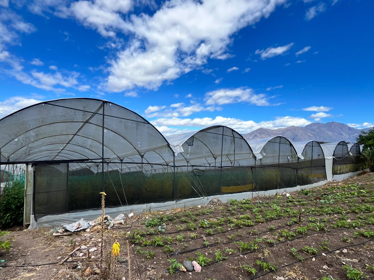 Agricultura_CZ6's tweet photo. #Azuay | Seguimiento a la inversión de créditos 7x7 otorgados por el #MAGP a través de @BanEcuadorBP en #SantaIsabel. Verificamos la implementación de invernaderos de tomate y sistemas de riego, asegurando el uso correcto del financiamiento para la producción agropecuaria. https://t.co/aDrIoGqo2j