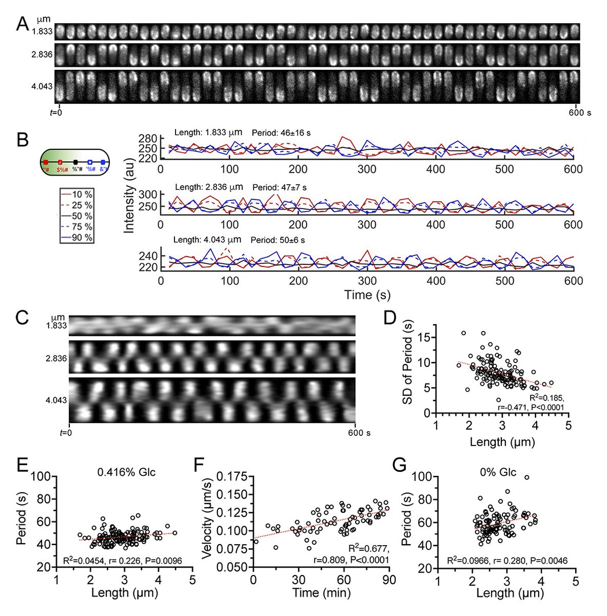 JCellBiol's tweet photo. Growth-dependent concentration gradient of the oscillating Min system in Escherichia coli. From Claudia Morais Parada, Ching-Cher Sanders Yan et al. https://t.co/YaZNDg4QRk

📕 Part of “Collective Behaviors and Self-Organization in Cells”: https://t.co/wPP7BWyaMk https://t.co/JmEJD8xuoT